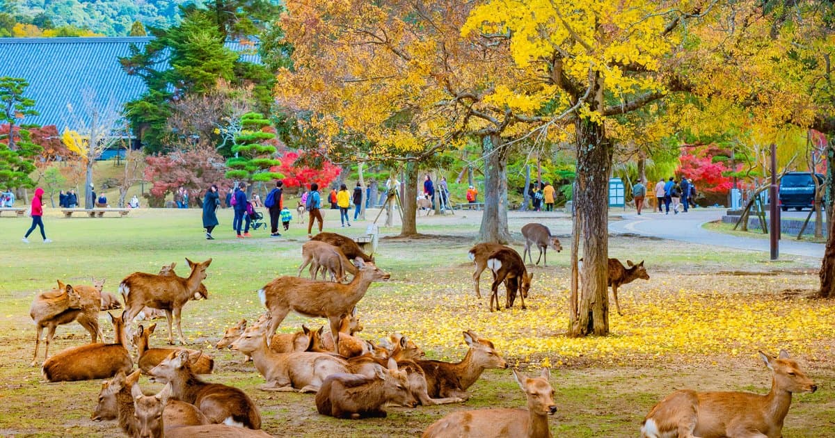 Osaka - Nara - Osaka